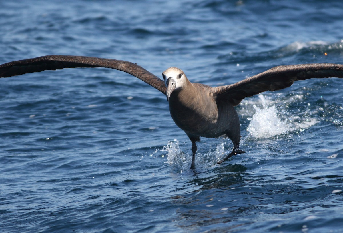 Albatros à pieds noirs - ML142271281