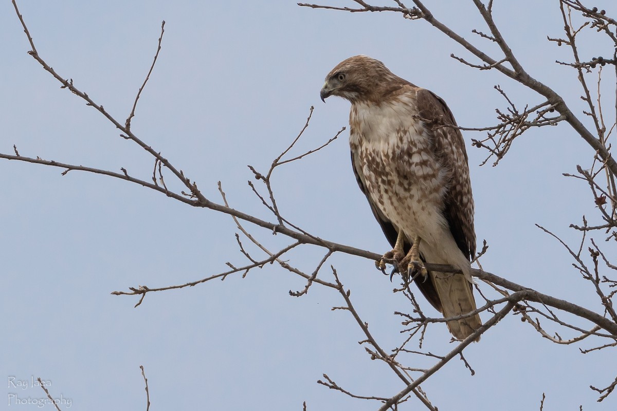 Red-tailed Hawk - ML142271511