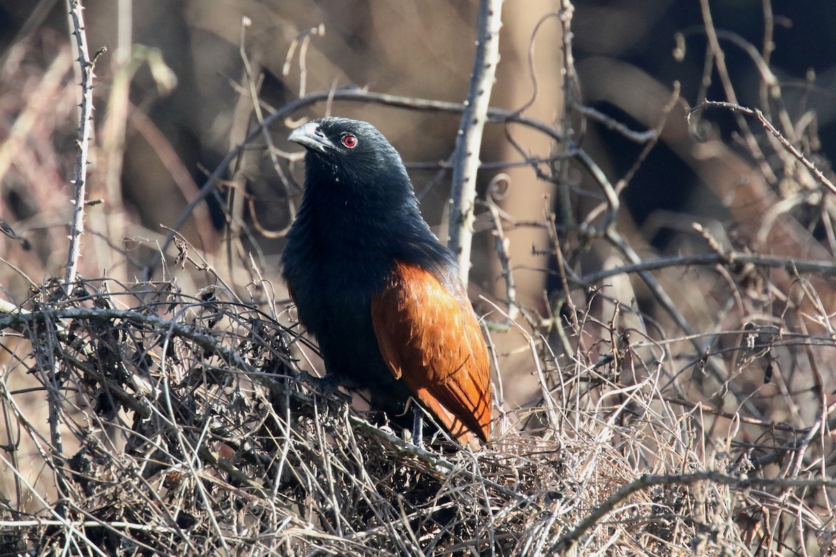 Malagasy Coucal - Stephen Gast