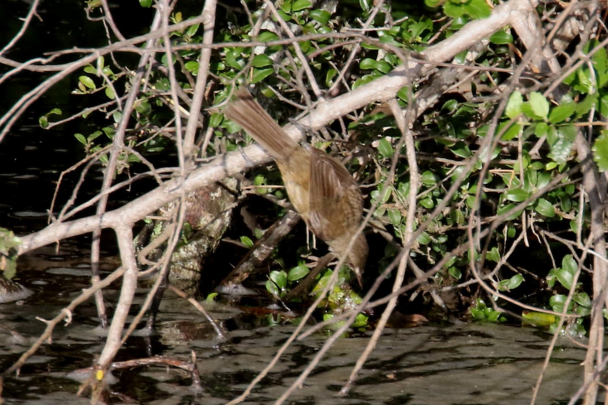 Madagascar Swamp Warbler - ML142272751