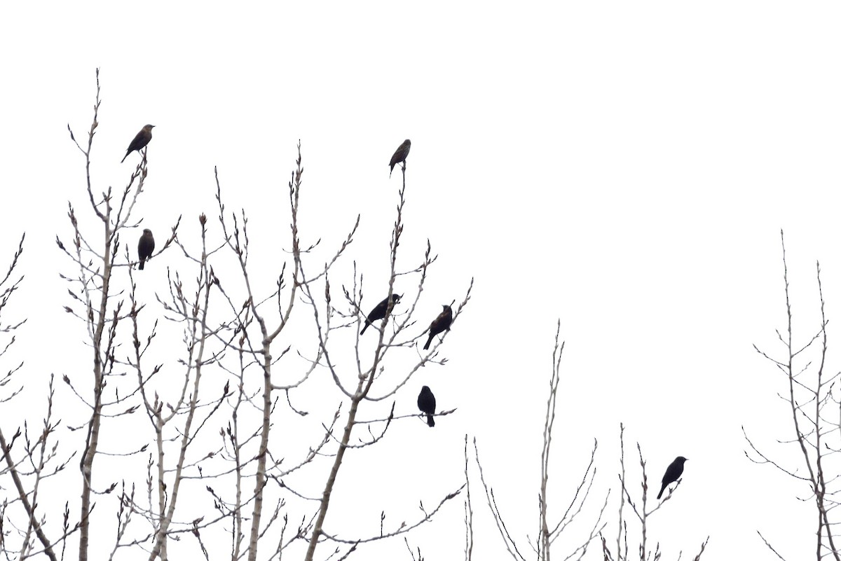 Rusty Blackbird - irina shulgina