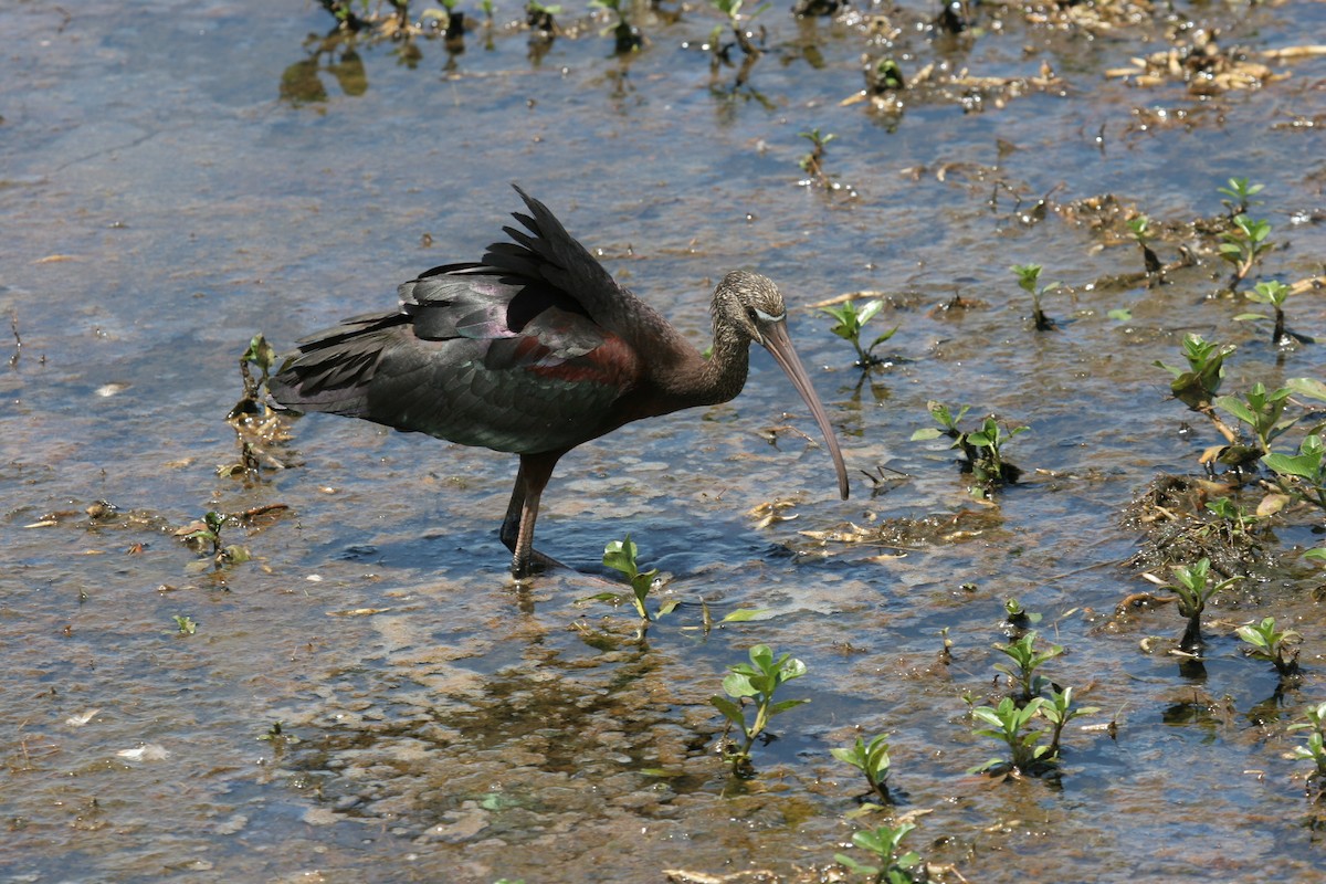 ibis hnědý - ML142277841