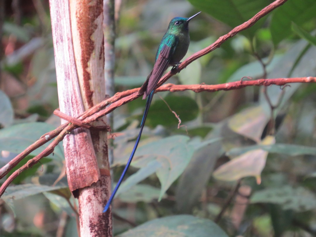 Long-tailed Sylph - ML142279741