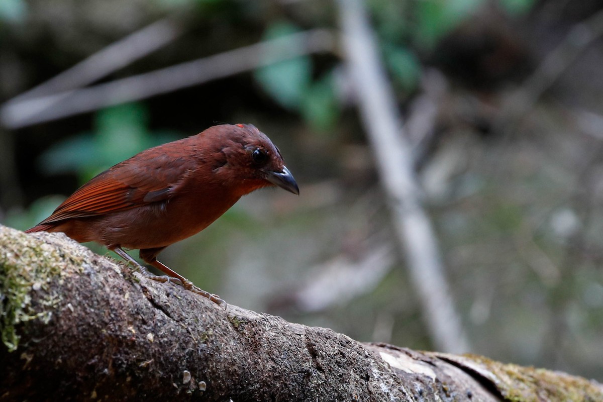 Red-crowned Ant-Tanager - Anonymous