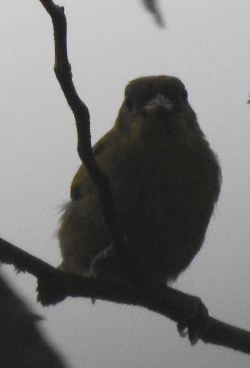 Western Olivaceous Flatbill - ML142284111