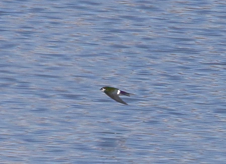 Violet-green Swallow - ML142284891