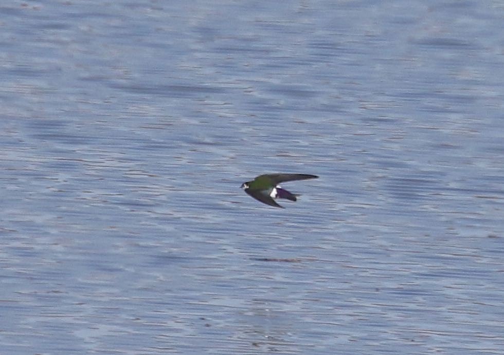 Violet-green Swallow - ML142284901