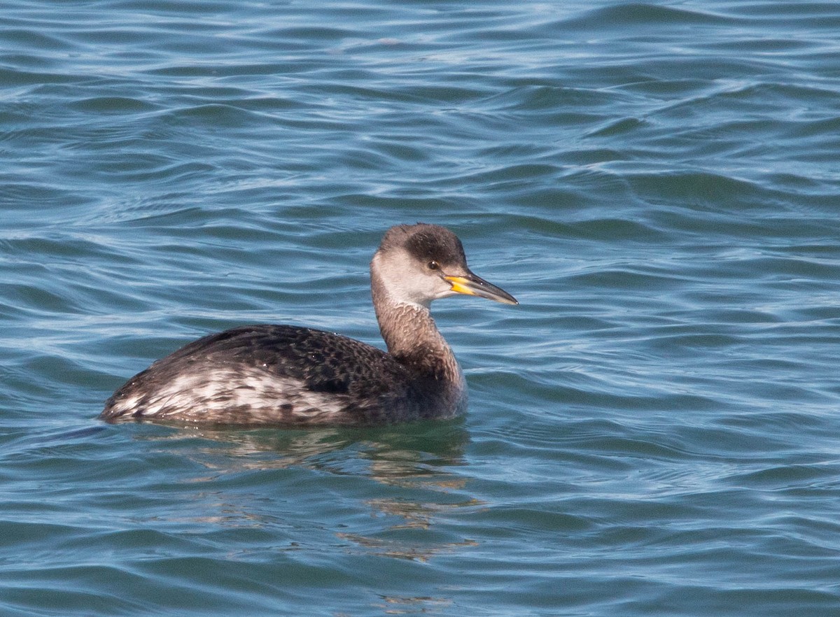 Red-necked Grebe - ML142285501