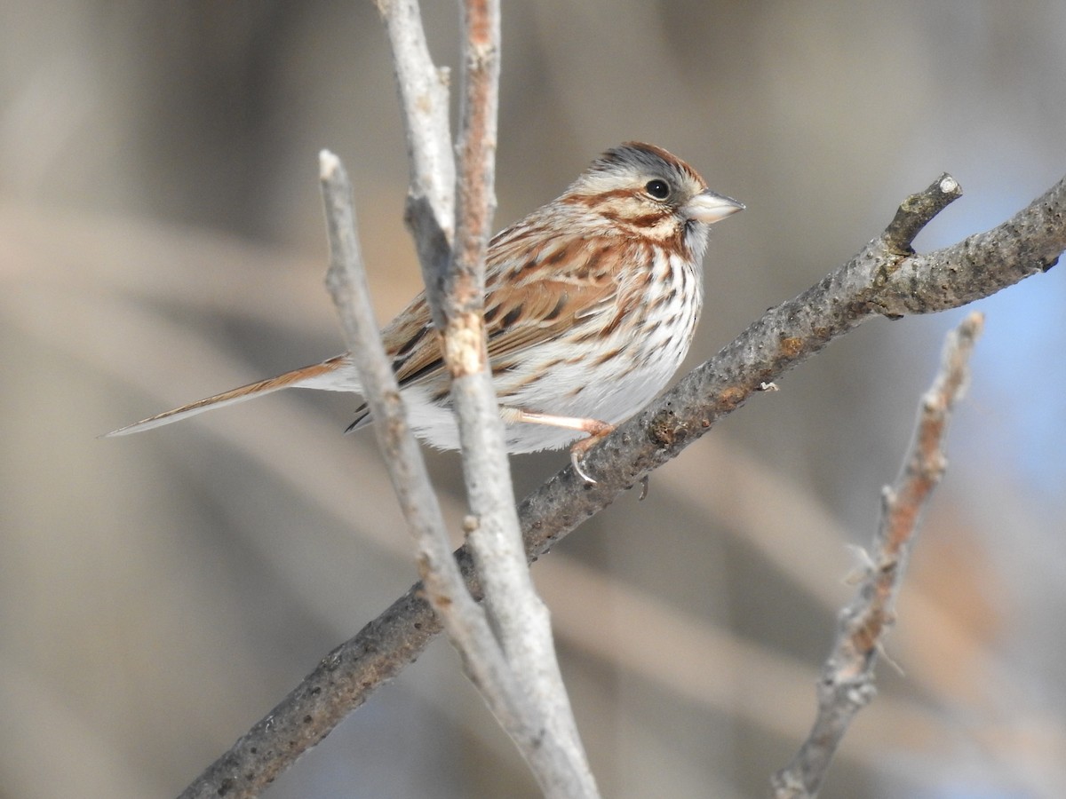 Song Sparrow - Annick Béland