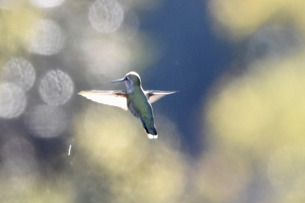 hummingbird sp. - Too Fly