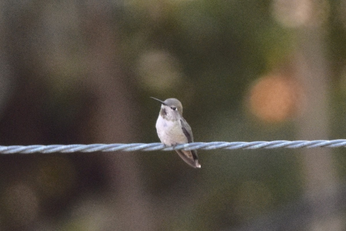 hummingbird sp. - ML142287331