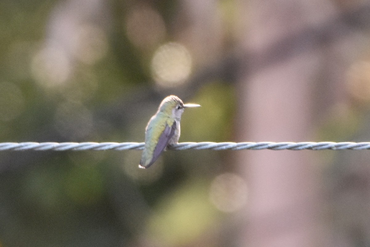 hummingbird sp. - ML142287371