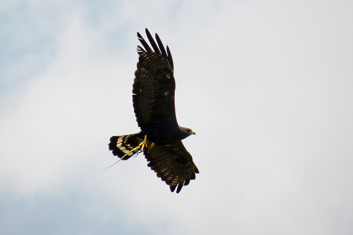 Zone-tailed Hawk - Trevor Zook