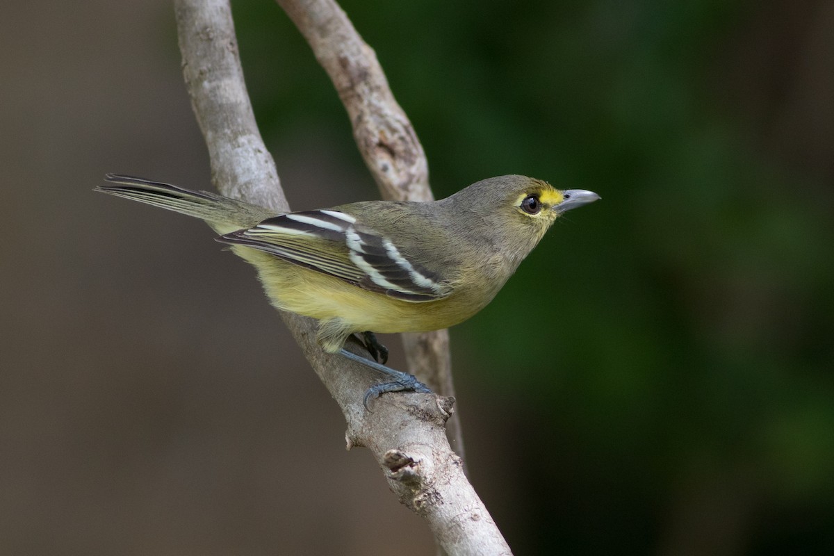 Thick-billed Vireo - Lucas Bobay