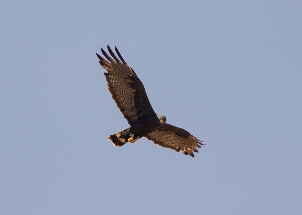 Zone-tailed Hawk - Guillermo  Saborío Vega