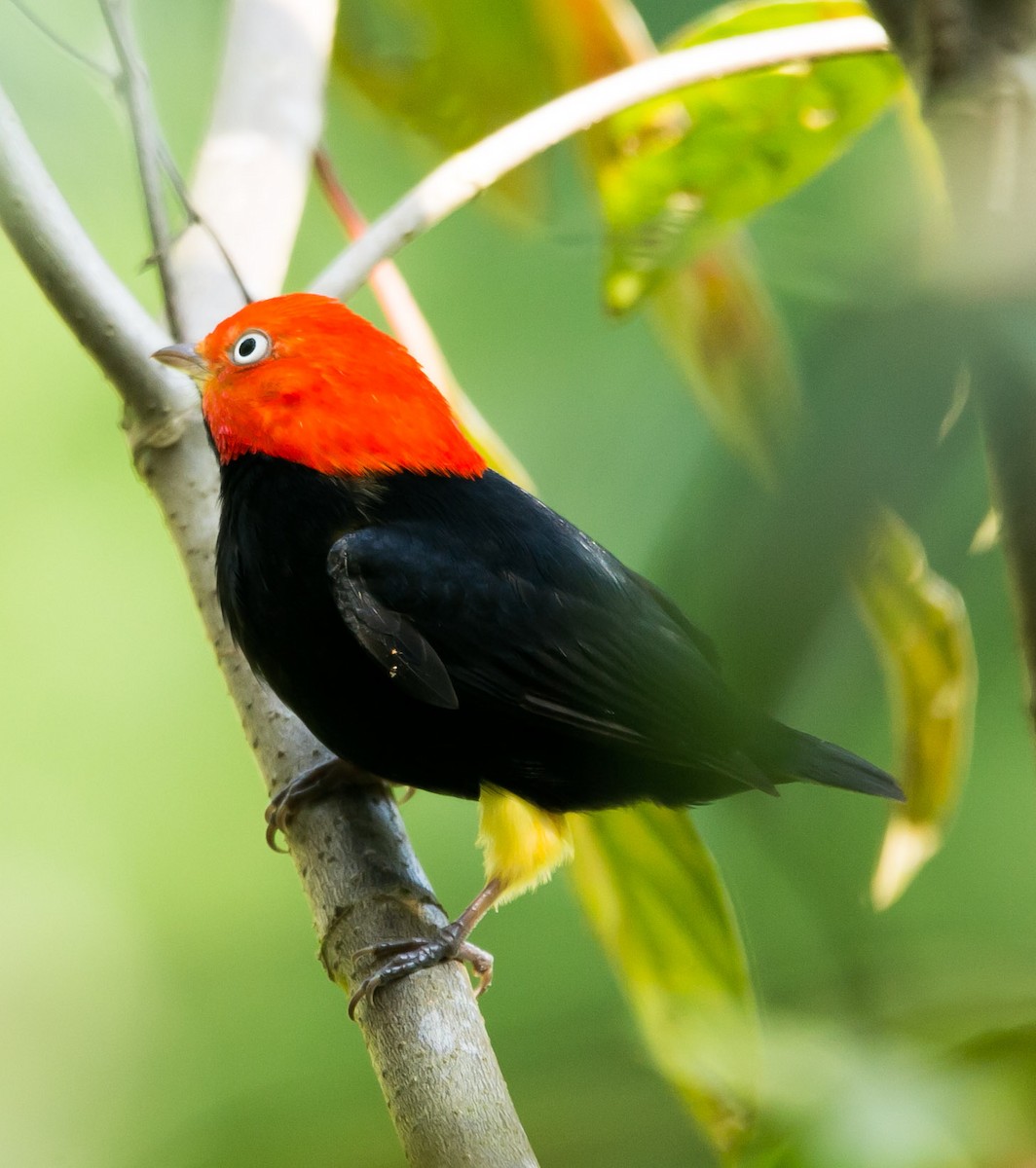 Red-capped Manakin - ML142298281