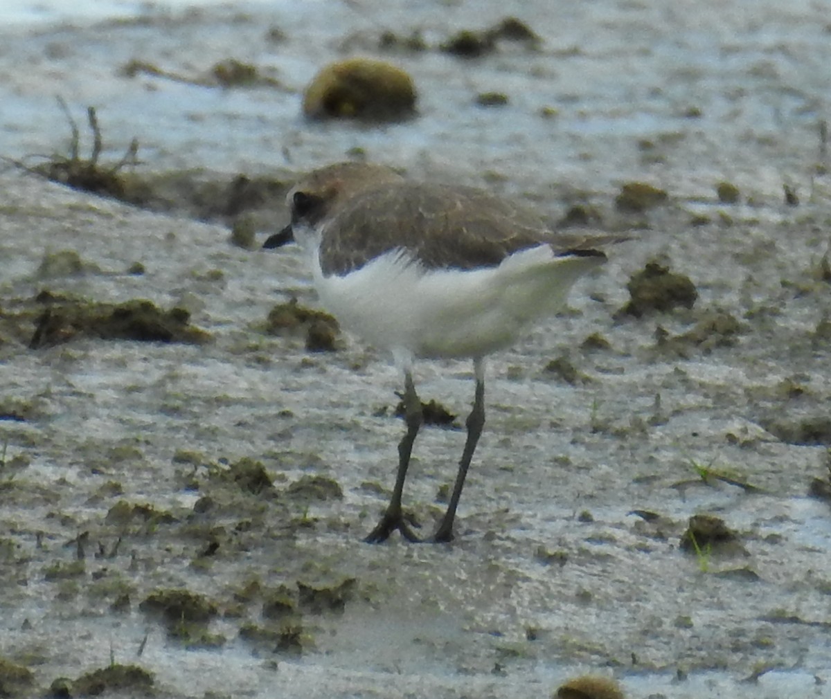 Red-capped Plover - ML142303401
