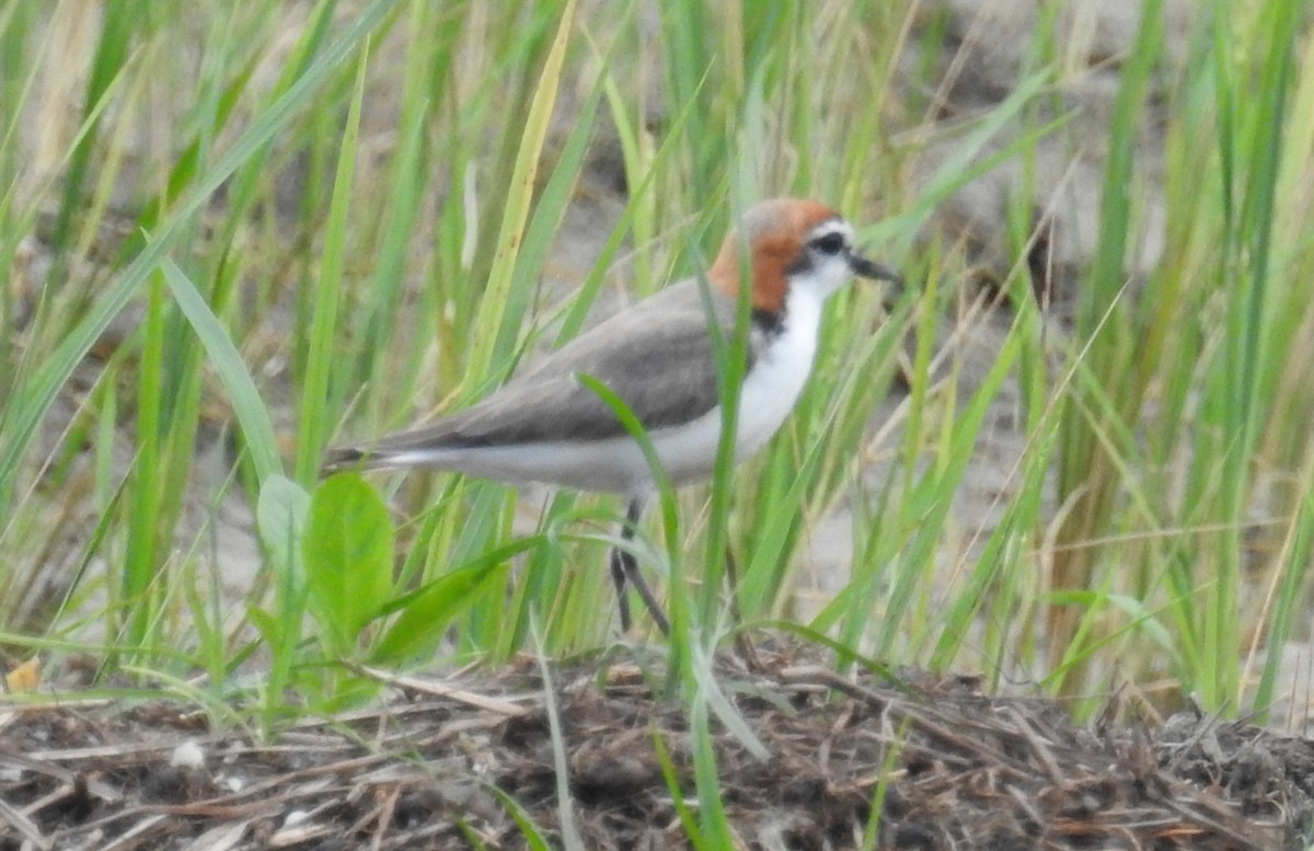 Red-capped Plover - ML142303421