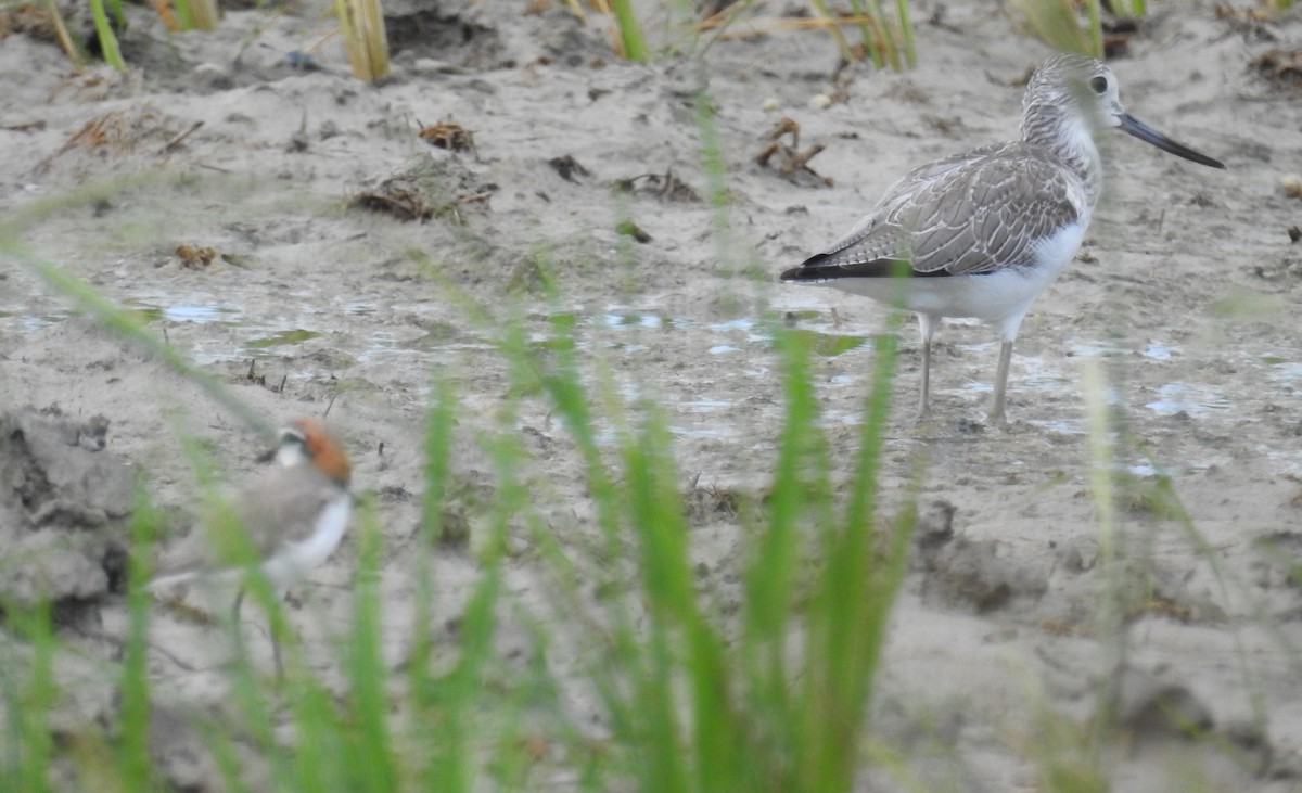 Red-capped Plover - ML142303451