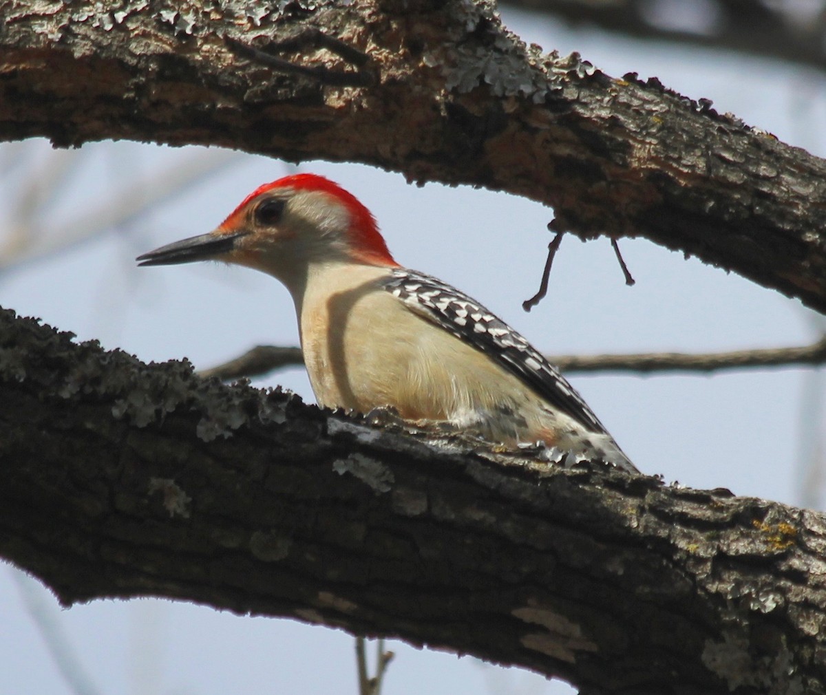 Red-bellied Woodpecker - David Brotherton, cc