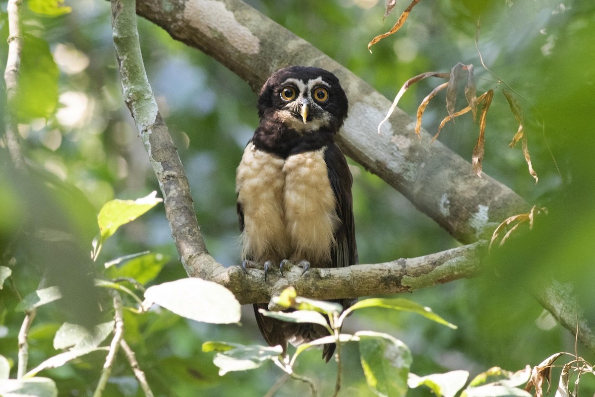 Spectacled Owl - ML142310841
