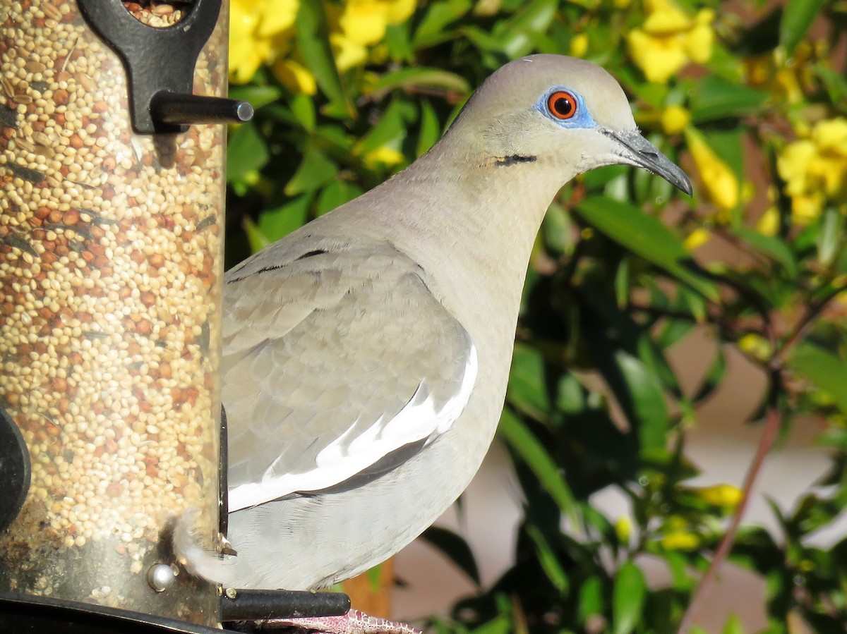White-winged Dove - ML142311241