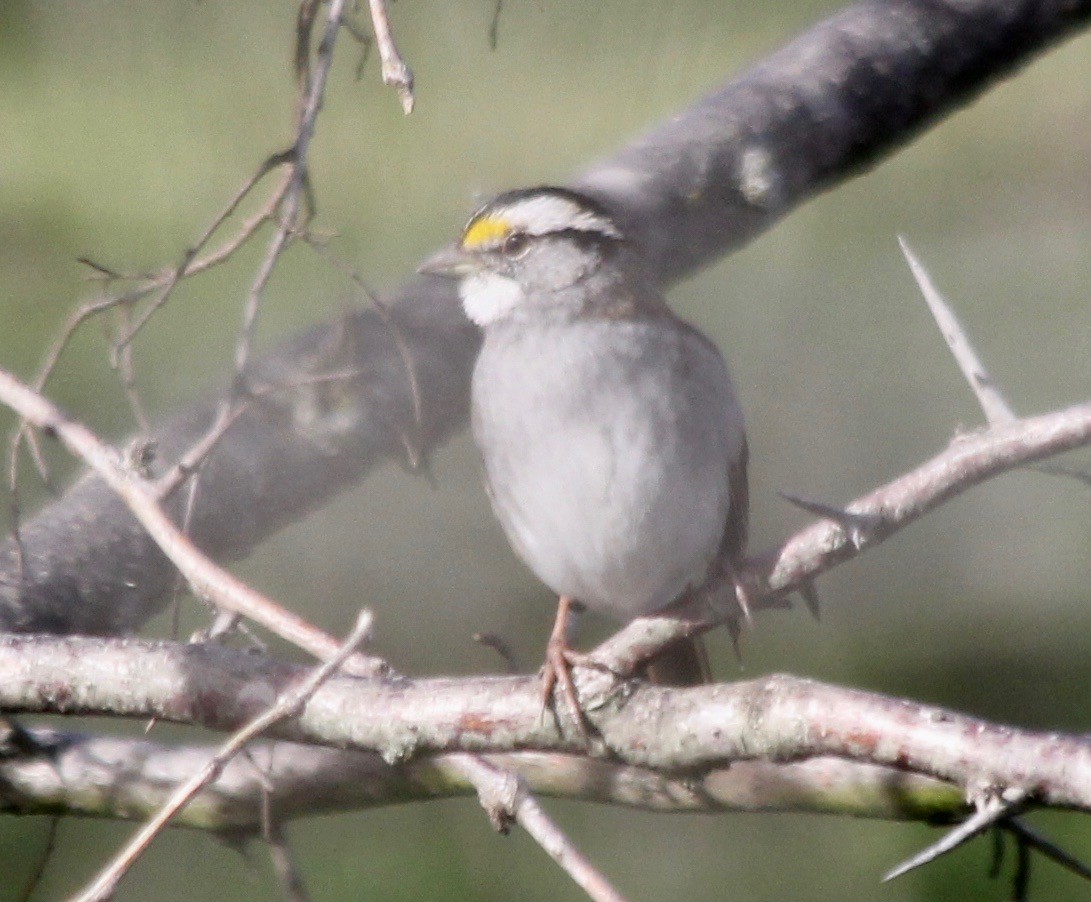 White-throated Sparrow - David Brotherton, cc