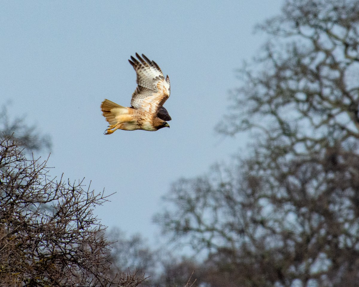 Red-tailed Hawk - Sherry Pratt