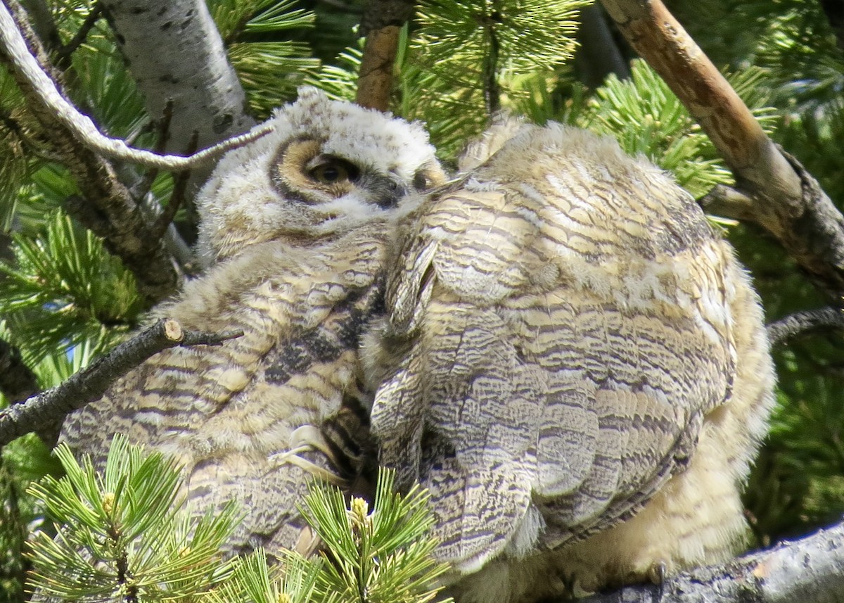 Great Horned Owl - ML142314211