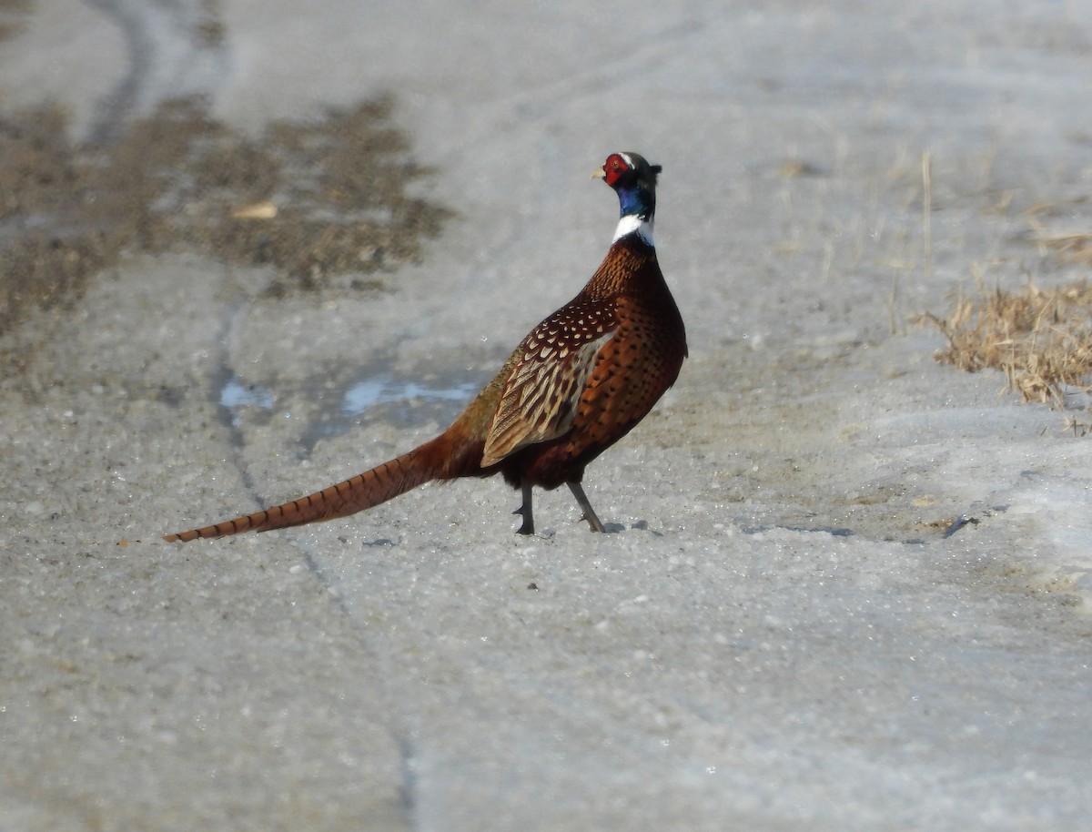 Ring-necked Pheasant - Mourad Jabra