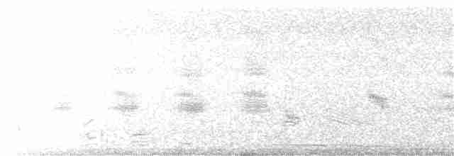 Лодкохвостый гракл (westoni) - ML142320771