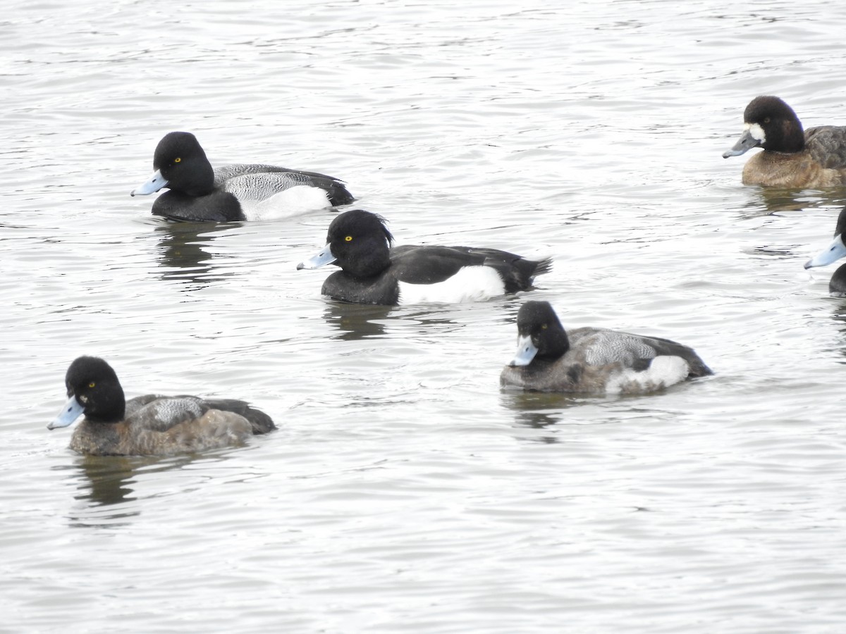 Tufted Duck - ML142321151