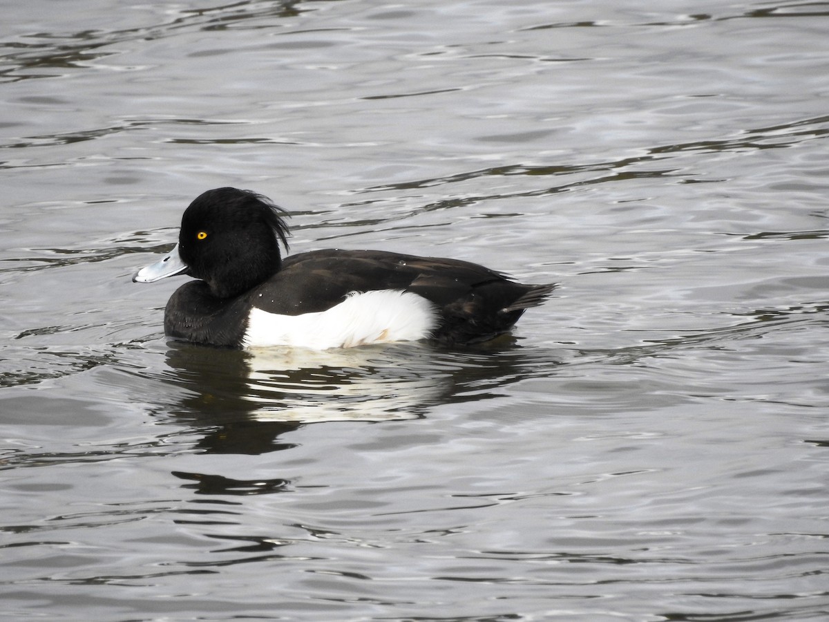 Tufted Duck - ML142322611