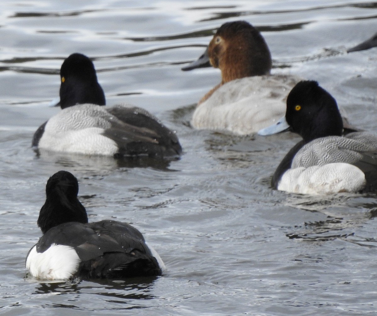 Tufted Duck - ML142322711