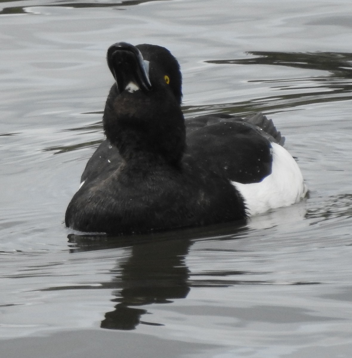 Tufted Duck - ML142322791