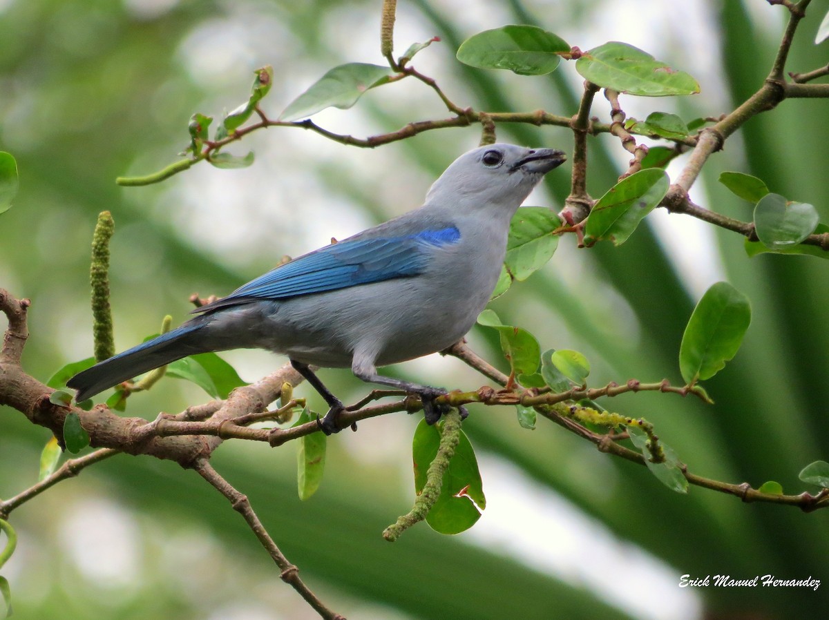Blue-gray Tanager - ML142322841