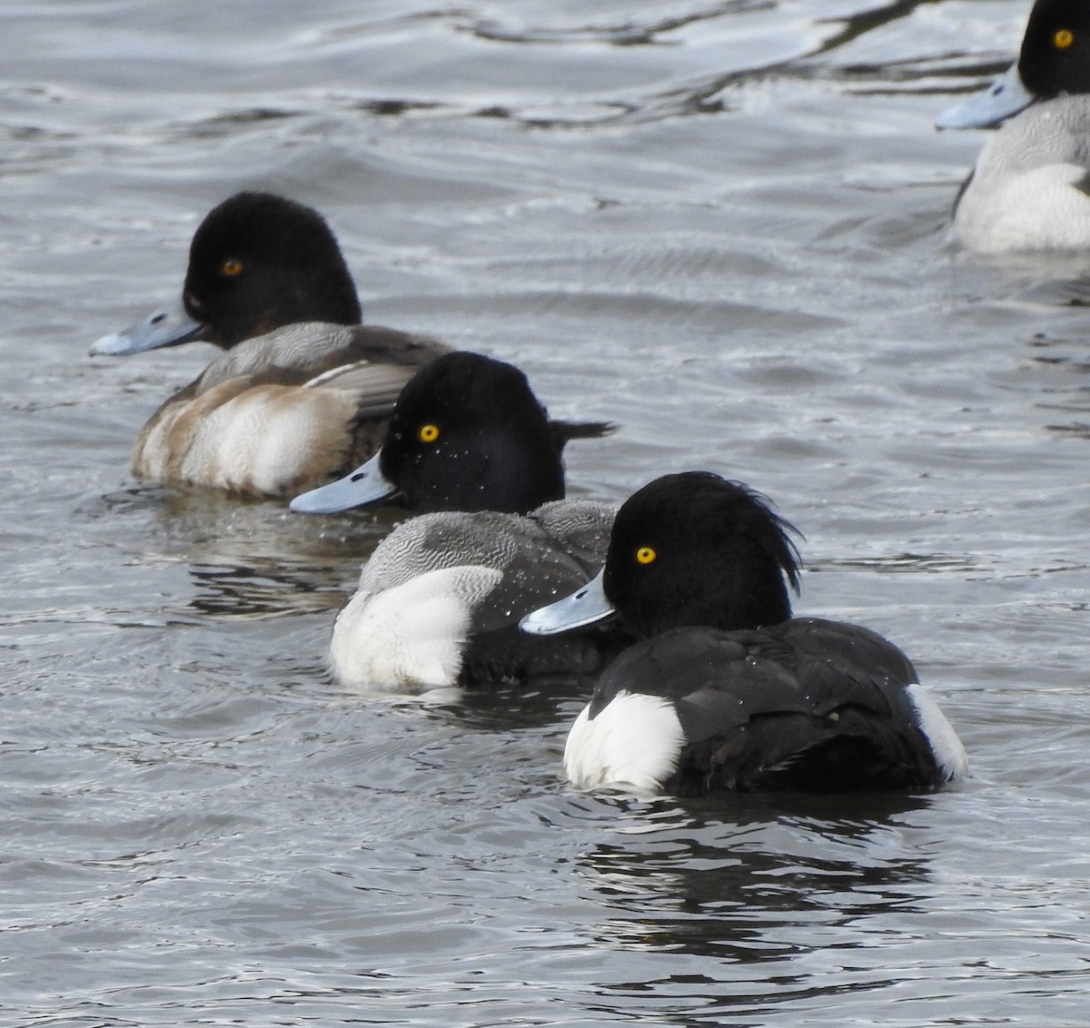 Tufted Duck - ML142322901
