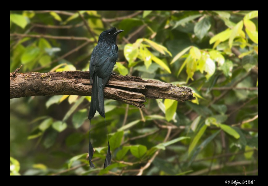 Greater Racket-tailed Drongo - ML142323651
