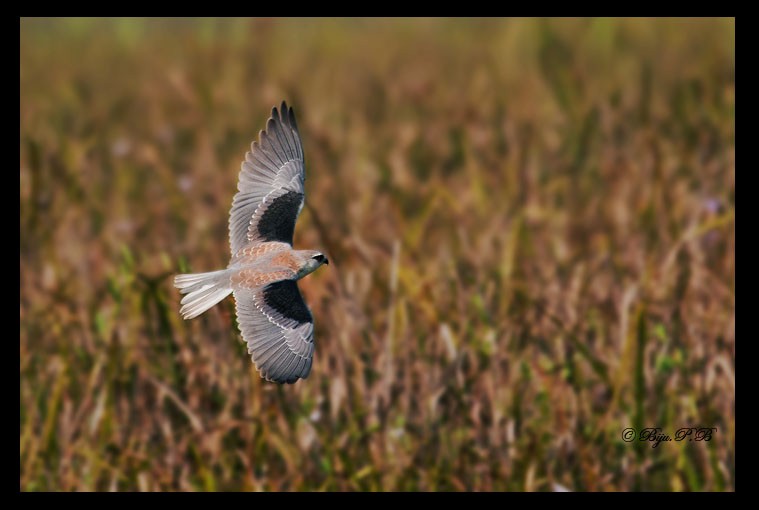Black-winged Kite - Biju PB