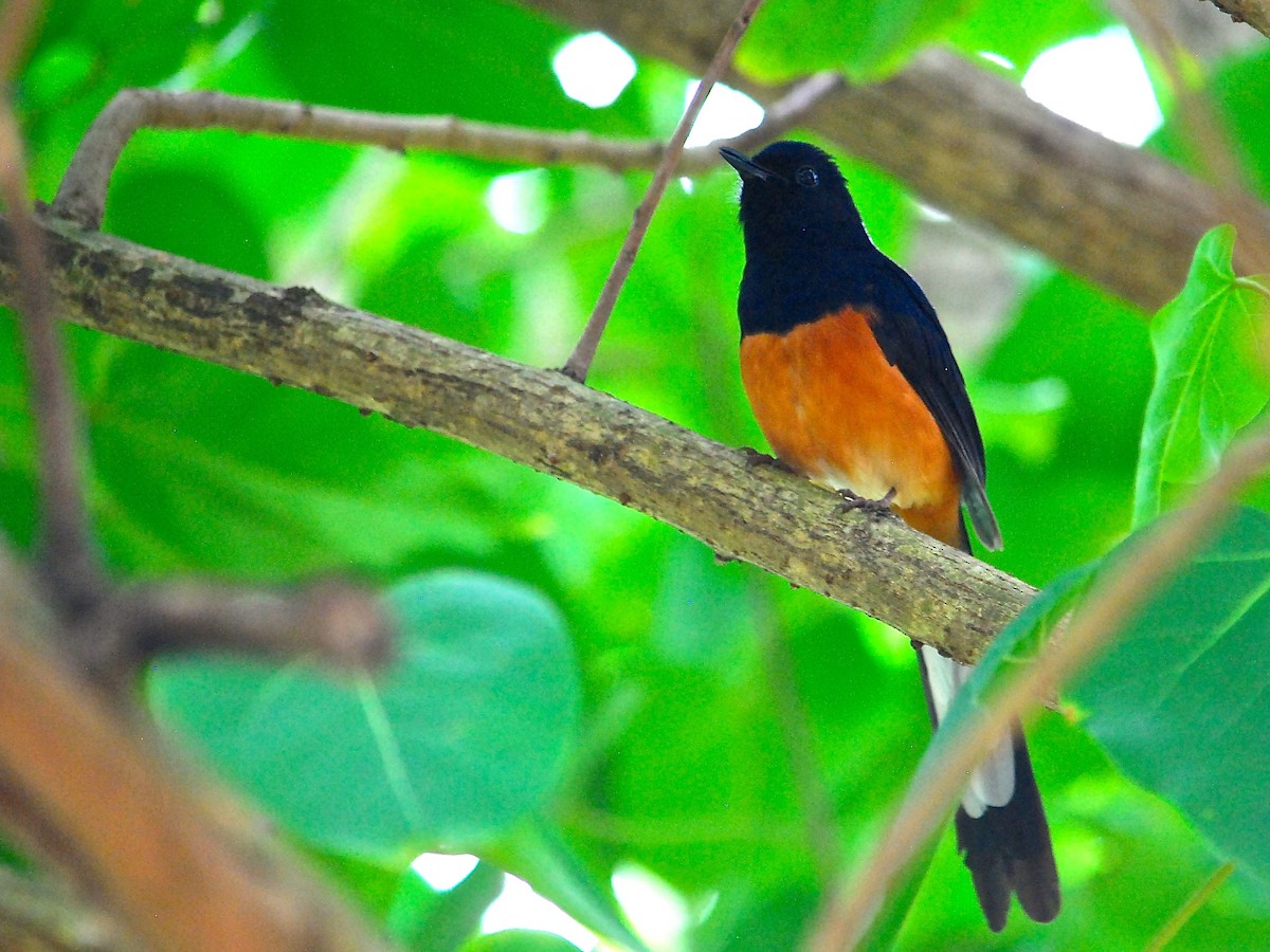 White-rumped Shama (White-rumped) - Michael Young
