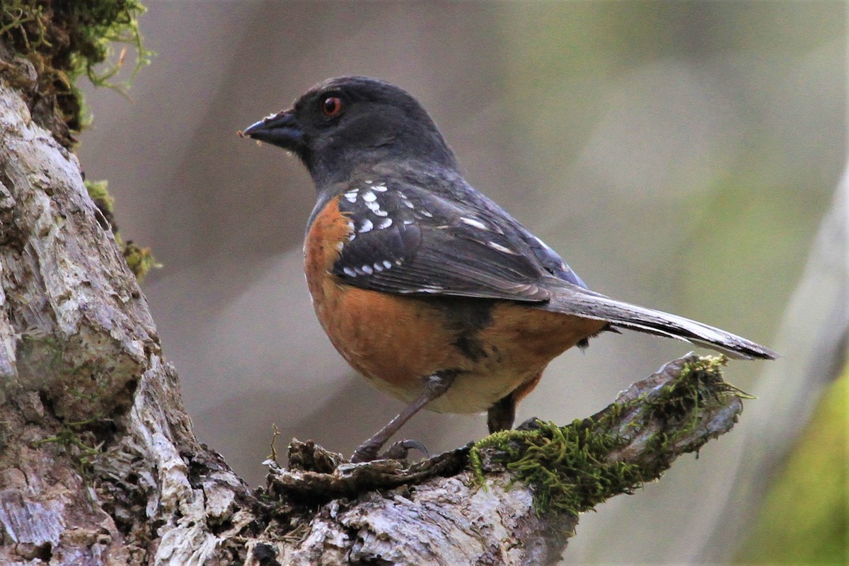 Spotted Towhee - Kent Forward