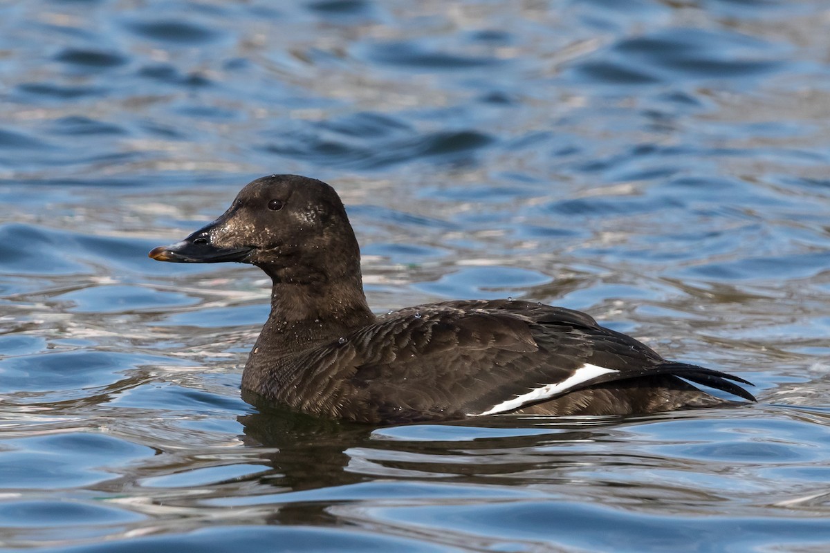 White-winged Scoter - Kyle Blaney