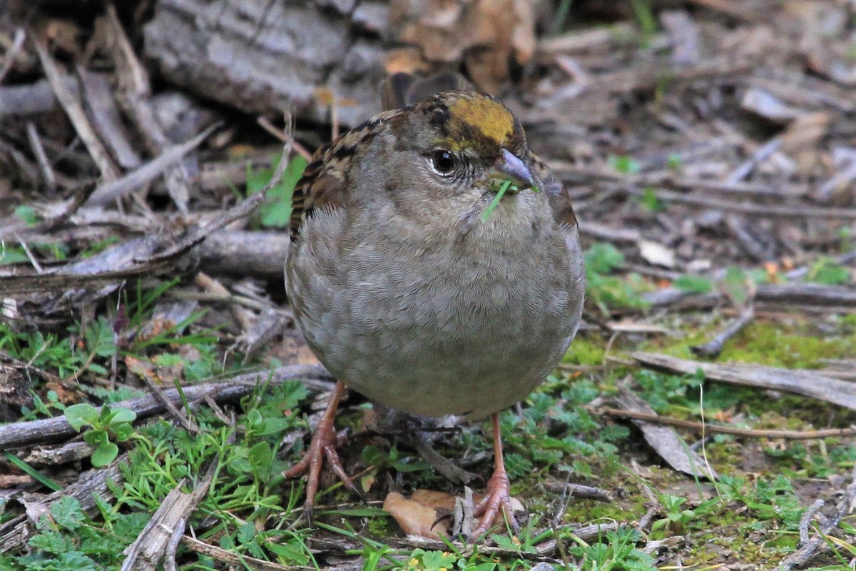 Golden-crowned Sparrow - Kent Forward