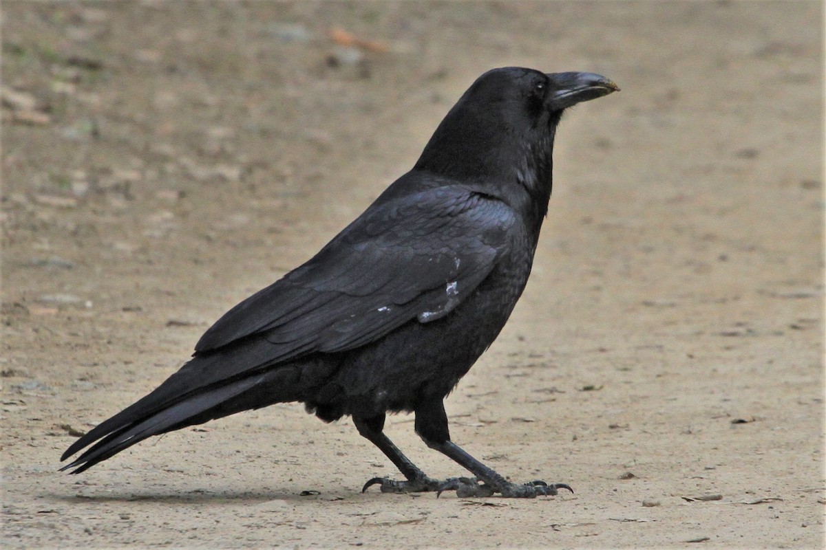 Common Raven - Kent Forward