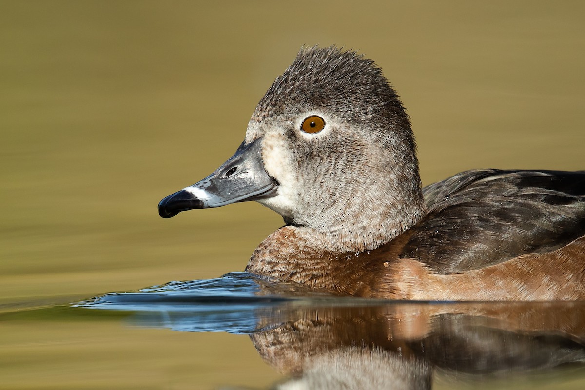 Ring-necked Duck - ML142334191