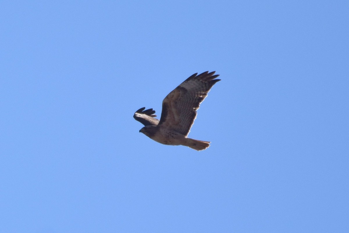 Red-tailed Hawk - Naresh Satyan