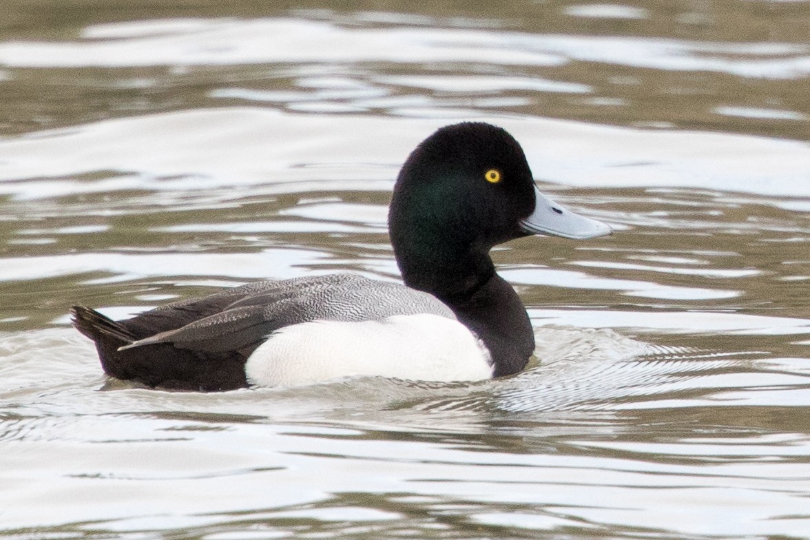 Greater Scaup - ML142337201
