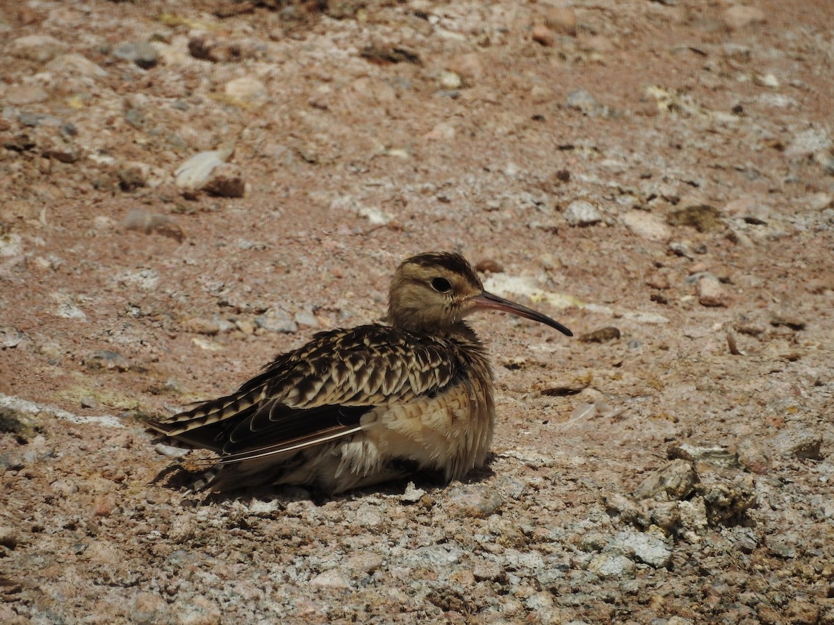 Little Curlew - ML142337361