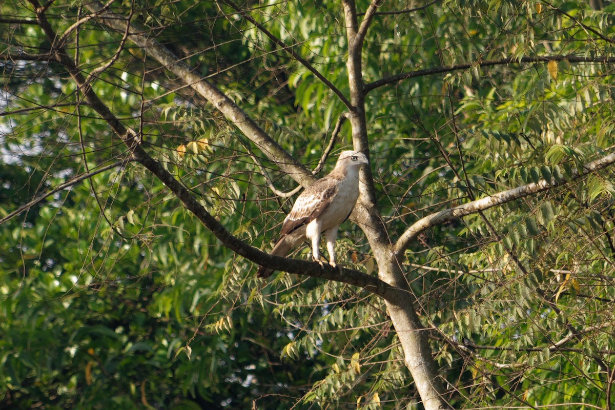 Changeable Hawk-Eagle (Crested) - Shaurya Rahul Narlanka