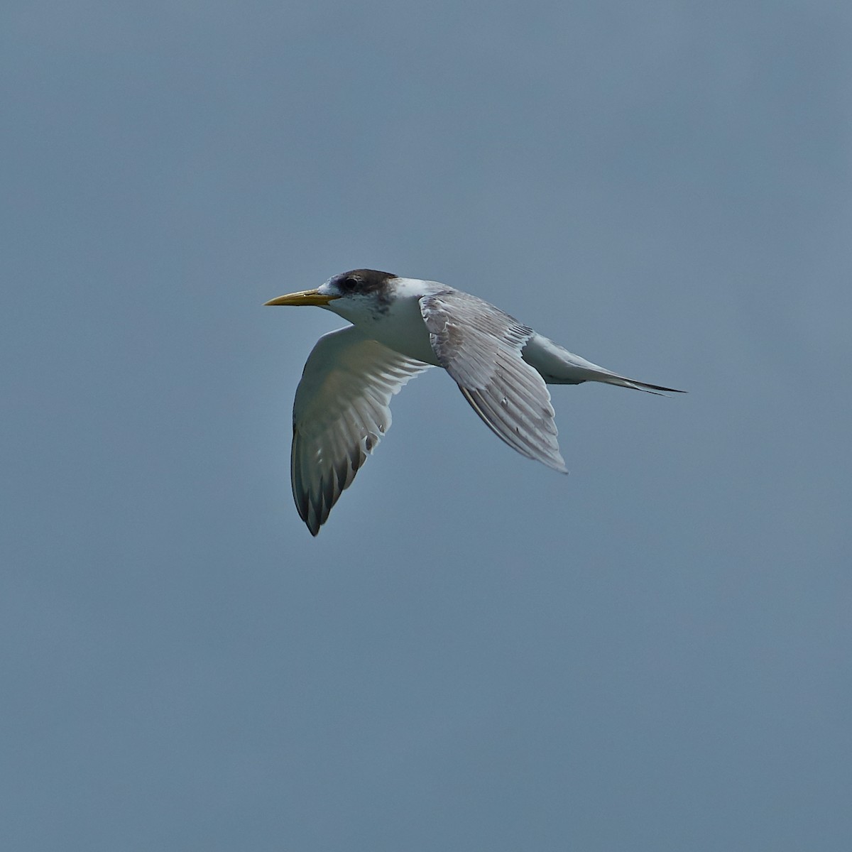 Great Crested Tern - ML142339671